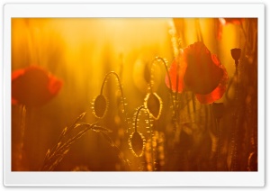 Golden Sunlight, Red Poppies Ultra HD Wallpaper for 4K UHD Widescreen desktop, tablet & smartphone