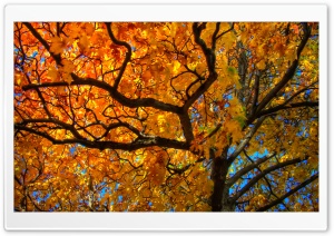 Golden Tree Crown Ultra HD Wallpaper for 4K UHD Widescreen desktop, tablet & smartphone