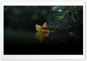 Golden Trumpet Ultra HD Wallpaper for 4K UHD Widescreen desktop, tablet & smartphone
