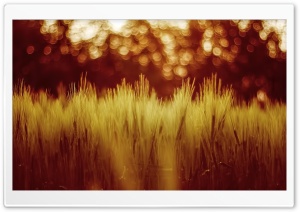 Golden Wheat Field Ultra HD Wallpaper for 4K UHD Widescreen desktop, tablet & smartphone