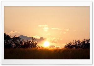 Golden Wheat Field At Sunset Ultra HD Wallpaper for 4K UHD Widescreen desktop, tablet & smartphone