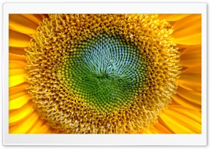 Goldensun Ultra HD Wallpaper for 4K UHD Widescreen desktop, tablet & smartphone