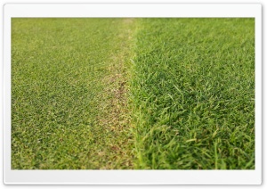 Golfs Grass Ultra HD Wallpaper for 4K UHD Widescreen desktop, tablet & smartphone