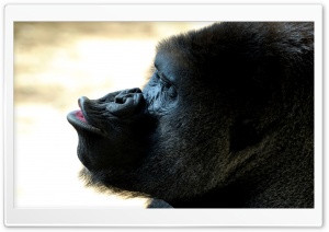 Gorilla Kiss Ultra HD Wallpaper for 4K UHD Widescreen desktop, tablet & smartphone