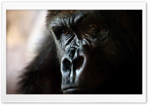 Gorilla Portrait Ultra HD Wallpaper for 4K UHD Widescreen desktop, tablet & smartphone