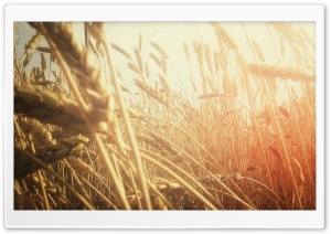 Grain Field Ultra HD Wallpaper for 4K UHD Widescreen desktop, tablet & smartphone