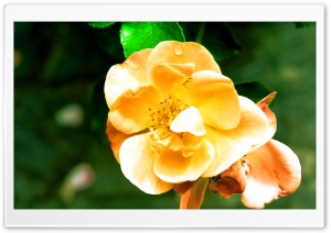 Grandmas favorite Flower Ultra HD Wallpaper for 4K UHD Widescreen desktop, tablet & smartphone