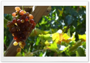 Grape Ultra HD Wallpaper for 4K UHD Widescreen desktop, tablet & smartphone