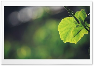 Grape Leaves Ultra HD Wallpaper for 4K UHD Widescreen desktop, tablet & smartphone