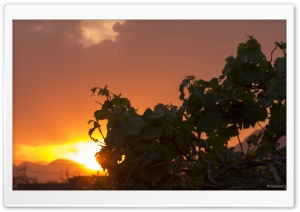 Grape Leaves Bathing In Sunlight Ultra HD Wallpaper for 4K UHD Widescreen desktop, tablet & smartphone