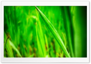 Grass Ultra HD Wallpaper for 4K UHD Widescreen desktop, tablet & smartphone