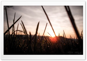 Grass and Sunset Ultra HD Wallpaper for 4K UHD Widescreen desktop, tablet & smartphone
