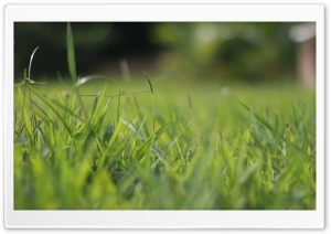 Grass Blur Ultra HD Wallpaper for 4K UHD Widescreen desktop, tablet & smartphone