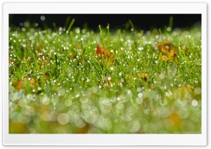 Grass Bokeh Ultra HD Wallpaper for 4K UHD Widescreen desktop, tablet & smartphone