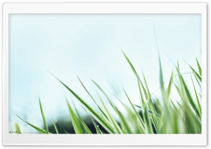 Grass Close Up Ultra HD Wallpaper for 4K UHD Widescreen desktop, tablet & smartphone