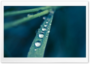 Grass Dew Macro Ultra HD Wallpaper for 4K UHD Widescreen desktop, tablet & smartphone