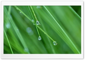 Grass Drops Ultra HD Wallpaper for 4K UHD Widescreen desktop, tablet & smartphone