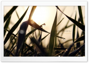 Grass Drops Ultra HD Wallpaper for 4K UHD Widescreen desktop, tablet & smartphone