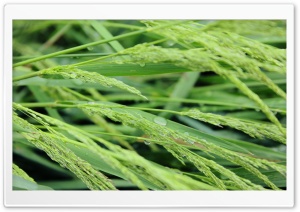 Grass Ears, Close Up Ultra HD Wallpaper for 4K UHD Widescreen desktop, tablet & smartphone