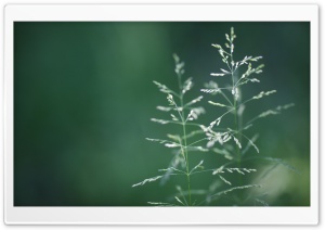 Grass Ears Close Up Ultra HD Wallpaper for 4K UHD Widescreen desktop, tablet & smartphone