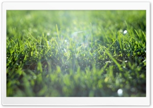 Grass Field Ultra HD Wallpaper for 4K UHD Widescreen desktop, tablet & smartphone