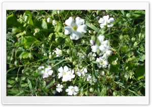 Grass Flowers Ultra HD Wallpaper for 4K UHD Widescreen desktop, tablet & smartphone