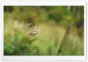 Grass Seeds Ultra HD Wallpaper for 4K UHD Widescreen desktop, tablet & smartphone