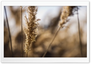 Grass Spikes Ultra HD Wallpaper for 4K UHD Widescreen desktop, tablet & smartphone