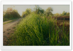 Grass with Raindrops Ultra HD Wallpaper for 4K UHD Widescreen desktop, tablet & smartphone