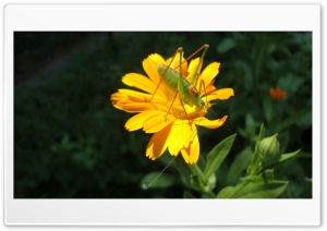 Grasshopper on yellow flower Ultra HD Wallpaper for 4K UHD Widescreen desktop, tablet & smartphone