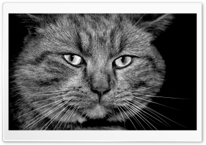 Gray Cat Ultra HD Wallpaper for 4K UHD Widescreen desktop, tablet & smartphone