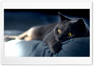 Gray Cat Ultra HD Wallpaper for 4K UHD Widescreen desktop, tablet & smartphone