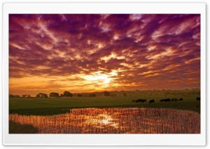 Grazing Cows In Summer Landscape Ultra HD Wallpaper for 4K UHD Widescreen desktop, tablet & smartphone