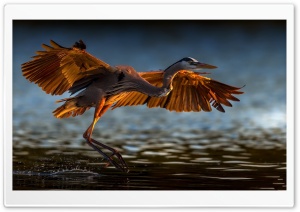 Great Blue Heron Bird Ultra HD Wallpaper for 4K UHD Widescreen desktop, tablet & smartphone