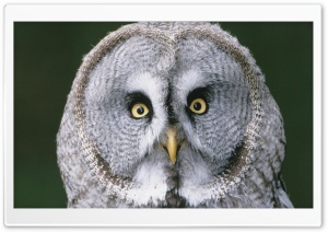 Great Gray Owl Strix Nebulosa Finland Ultra HD Wallpaper for 4K UHD Widescreen desktop, tablet & smartphone