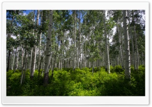 Green Aspen Forest, Colorado Ultra HD Wallpaper for 4K UHD Widescreen desktop, tablet & smartphone