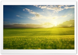 Green Bokeh Field Ultra HD Wallpaper for 4K UHD Widescreen desktop, tablet & smartphone