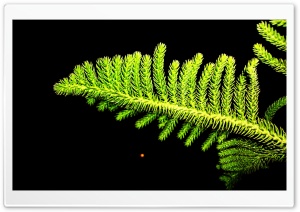 Green Branch Ultra HD Wallpaper for 4K UHD Widescreen desktop, tablet & smartphone