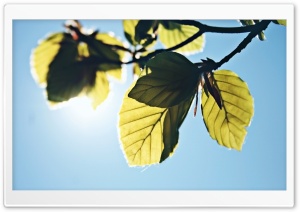 Green Branch Against The Blue Sky Ultra HD Wallpaper for 4K UHD Widescreen desktop, tablet & smartphone