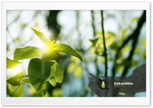 Green Branch, Creative Design Ultra HD Wallpaper for 4K UHD Widescreen desktop, tablet & smartphone
