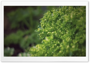 Green Bush Ultra HD Wallpaper for 4K UHD Widescreen desktop, tablet & smartphone