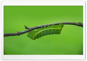 Green Caterpillar Macro Ultra HD Wallpaper for 4K UHD Widescreen desktop, tablet & smartphone
