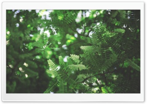 Green Day Ultra HD Wallpaper for 4K UHD Widescreen desktop, tablet & smartphone
