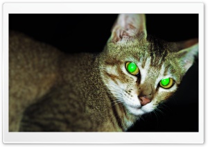 Green Eye Cat Ultra HD Wallpaper for 4K UHD Widescreen desktop, tablet & smartphone