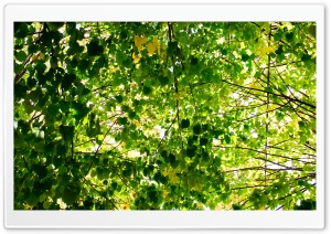 Green Fantasy Ultra HD Wallpaper for 4K UHD Widescreen desktop, tablet & smartphone