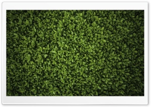Green Fence Ultra HD Wallpaper for 4K UHD Widescreen desktop, tablet & smartphone