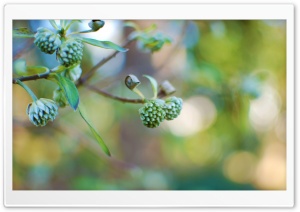 Green Flowers Ultra HD Wallpaper for 4K UHD Widescreen desktop, tablet & smartphone
