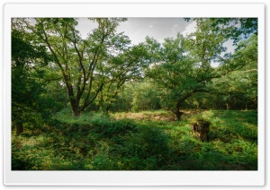 Green Forest Ultra HD Wallpaper for 4K UHD Widescreen desktop, tablet & smartphone