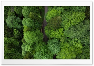 Green Forest Road Ultra HD Wallpaper for 4K UHD Widescreen desktop, tablet & smartphone