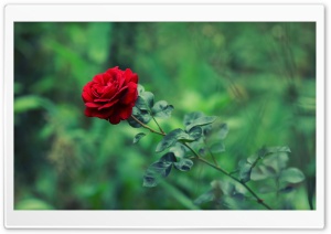 Green Garden Red Rose Summer Ultra HD Wallpaper for 4K UHD Widescreen desktop, tablet & smartphone